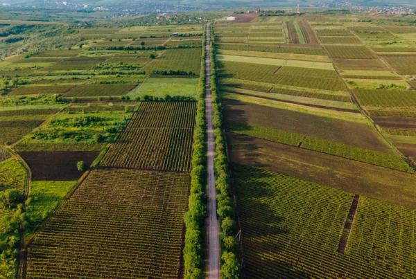 Visão aérea feita por drone de vários campos adjacentes a uma estrada arborizada.